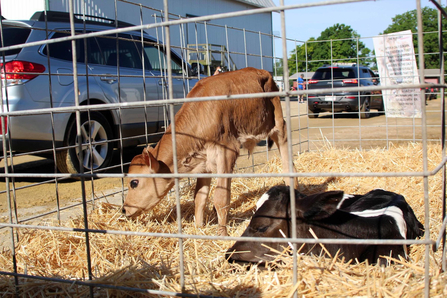 Newborn calves Juneau County Dairy Breakfast